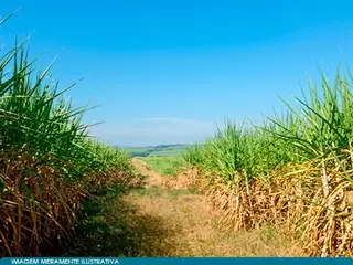 Imóvel Rural 47 ha (Sítio Trinta e Cinco) - Rio das Pedras - SP — leilão em Rio Das Pedras/SP