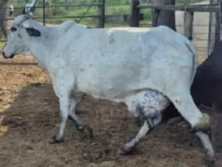 JAPARAÍBA/MG - 16 vacas leiteiras — leilão em Japaraíba/MG (foto 10)