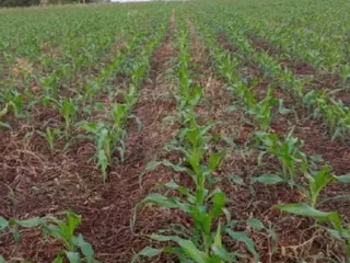 PATOS DE MINAS/MG – Terreno Rural com 02.00.00 hectares na Fazenda Alagoas — leilão em Patos de Minas/MG