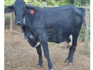JAPARAÍBA/MG - 16 vacas leiteiras — leilão em Japaraíba/MG