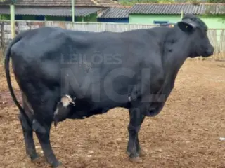 JAPARAÍBA/MG - Vaca preta de grande porte — leilão em Japaraíba/MG