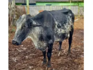 JAPARAÍBA/MG - Vaca malhada de porte médio a grande — leilão em Japaraíba/MG