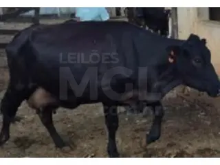 JAPARAÍBA/MG - 16 vacas leiteiras — leilão em Japaraíba/MG (foto 4)