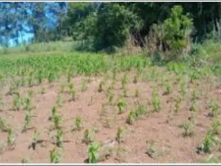 TERRENO URBANO com área total de 367,77m2 / MÁTRICULA 20.135 - Cristal do Sul/RS — leilão em Cristal do Sul/RS (foto 2)
