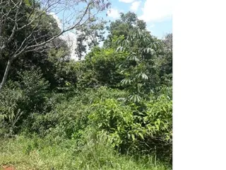 Imóvel Rural, A.T. 60,50 ha, área de pastagem, preservação ambiental, Colônia Muquilão, Roncador/PR — leilão em Roncador/PR (foto 9)