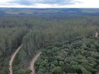 Madeira em pé, oriunda de povoamento florestal exótico de Pinus spp. e Eucalyptus spp., existente no Projeto de Assentamento Contestado, Município da Lapa/PR — leilão em Lapa/PR (foto 19)