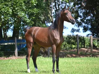 V'M AL BAQARAH - PURO SANGUE ÁRABE - MACHO - CASTANHO - 03/2024 - BRSB 55920 — leilão em Tuiuti/SP (foto 2)