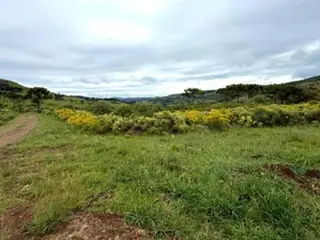 IMÓVEL RURAL COM ÁREA TOTAL DE 140.388,00 M2 EM URUBICI-SC — leilão em Urubici/SC (foto 7)