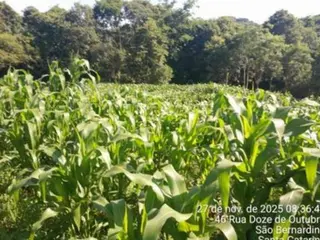 IMÓVEL URBANO COM ÁREA DE 1.000,00 M2 EM SÃO BERNARDINO-SC — leilão em São Bernardino/SC (foto 5)