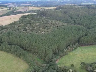 Madeira em pé, oriunda de povoamento florestal exótico de Pinus spp. e Eucalyptus spp., existente no Projeto de Assentamento Contestado, Município da Lapa/PR — leilão em Lapa/PR (foto 31)