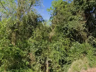 .'. Lote de Terras com Área de 20.000m2 - Chapeco/SC .'. — leilão em Chapeco/SC (foto 3)